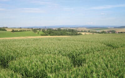 Maislabyrinth in Lich: Irren im Mais
