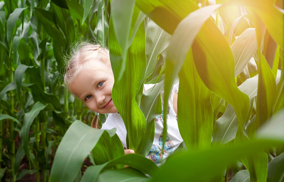 Ein Mädchen lugt hinter Maispflanzen hervor