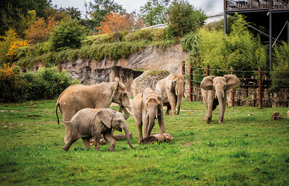 Man sieht die Elefanten im Opel Zoo Kronberg